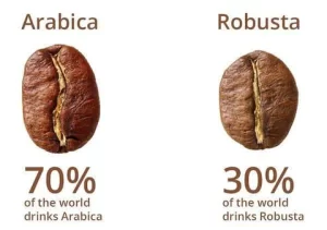 arabica vs robusta
